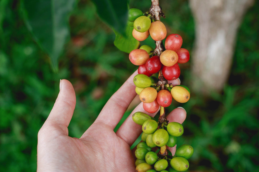 From Seedlings to Sips: Unveiling the Secrets of Coffee Production at Rajado Coffee - Rajado Coffee