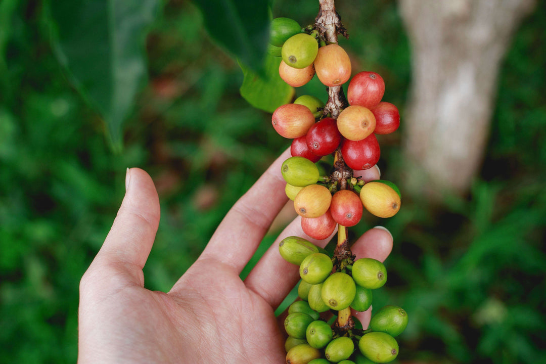 From Seedlings to Sips: Unveiling the Secrets of Coffee Production at Rajado Coffee - ripe coffee cherries being harvested.